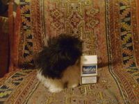 ПЕКИНЕС-ИМПЕРАТОРСКАЯ СОБАКА!!!!!!!!!!!!!!!!!!!!!!!!!!!!!!!!!!!!!!!!!! - <ro>Изображение</ro><ru>Изображение</ru> #2, <ru>Объявление</ru> #6605