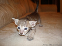 ориентальные и сиамские котята - <ro>Изображение</ro><ru>Изображение</ru> #3, <ru>Объявление</ru> #10698