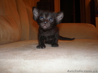 ориентальные и сиамские котята - <ro>Изображение</ro><ru>Изображение</ru> #1, <ru>Объявление</ru> #10698