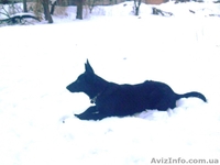 Черные подрощенные щенки немецкой овчарки ВЕО - <ro>Изображение</ro><ru>Изображение</ru> #2, <ru>Объявление</ru> #10651