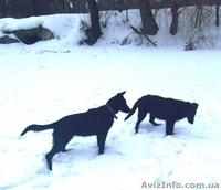 Черные подрощенные щенки немецкой овчарки ВЕО - <ro>Изображение</ro><ru>Изображение</ru> #3, <ru>Объявление</ru> #10651