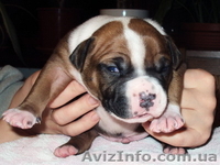 Щенки американского стаффордширского терьера п-к "С Алмазного Острова" - <ro>Изображение</ro><ru>Изображение</ru> #2, <ru>Объявление</ru> #10190