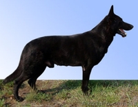 Черные восточно европейские овчарки(6 мес.) - <ro>Изображение</ro><ru>Изображение</ru> #2, <ru>Объявление</ru> #14189