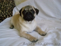 МОПС - ЩЕНОК МОПСА С РОДОСЛОВНОЙ  - <ro>Изображение</ro><ru>Изображение</ru> #2, <ru>Объявление</ru> #12873