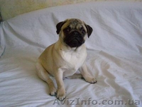 МОПС - ЩЕНОК МОПСА С РОДОСЛОВНОЙ  - <ro>Изображение</ro><ru>Изображение</ru> #1, <ru>Объявление</ru> #12873