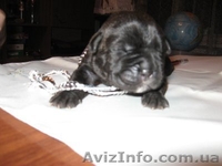 кане-корсо итальяно - <ro>Изображение</ro><ru>Изображение</ru> #3, <ru>Объявление</ru> #17347