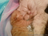 продам персидских котят - <ro>Изображение</ro><ru>Изображение</ru> #2, <ru>Объявление</ru> #12513