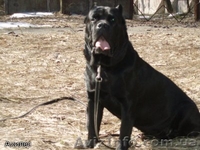 кане-корсо итальяно - <ro>Изображение</ro><ru>Изображение</ru> #1, <ru>Объявление</ru> #17347