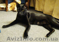 Ориентальные котята заботливым хозяевам - <ro>Изображение</ro><ru>Изображение</ru> #2, <ru>Объявление</ru> #11693