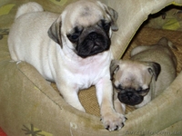 Щенки мопса шоу-класса! - <ro>Изображение</ro><ru>Изображение</ru> #1, <ru>Объявление</ru> #13438