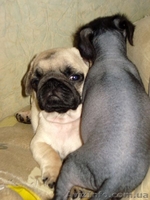 Щенки мопса шоу-класса! - <ro>Изображение</ro><ru>Изображение</ru> #3, <ru>Объявление</ru> #13438