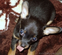 Щенок чихуахуа! - <ro>Изображение</ro><ru>Изображение</ru> #2, <ru>Объявление</ru> #13441