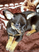 Щенок чихуахуа! - <ro>Изображение</ro><ru>Изображение</ru> #3, <ru>Объявление</ru> #13441