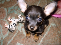 Щенок чихуахуа! - <ro>Изображение</ro><ru>Изображение</ru> #1, <ru>Объявление</ru> #13441