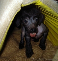 Щенки китайской хохлатой собаки! - <ro>Изображение</ro><ru>Изображение</ru> #2, <ru>Объявление</ru> #13437