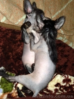 Щенки китайской хохлатой собаки! - <ro>Изображение</ro><ru>Изображение</ru> #1, <ru>Объявление</ru> #13437