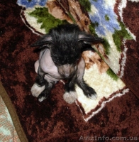 Щенки китайской хохлатой собаки! - <ro>Изображение</ro><ru>Изображение</ru> #3, <ru>Объявление</ru> #13437