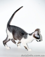 Ориентальные и сиамские кошечки - <ro>Изображение</ro><ru>Изображение</ru> #1, <ru>Объявление</ru> #15973