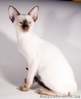 Ориентальные и сиамские кошечки - <ro>Изображение</ro><ru>Изображение</ru> #2, <ru>Объявление</ru> #15973