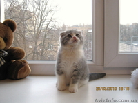 продажа шотландских вислоухих и прямоухих котят - <ro>Изображение</ro><ru>Изображение</ru> #1, <ru>Объявление</ru> #17331