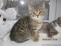 продажа шотландских вислоухих и прямоухих котят - <ro>Изображение</ro><ru>Изображение</ru> #2, <ru>Объявление</ru> #17331
