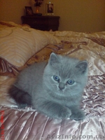 БРИТАНСКИЕ  КОТЯТА - <ro>Изображение</ro><ru>Изображение</ru> #1, <ru>Объявление</ru> #17037