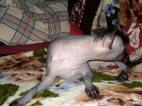 Щенок китайской хохлатой собаки! - <ro>Изображение</ro><ru>Изображение</ru> #2, <ru>Объявление</ru> #13435