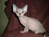 Котята канадского сфинкса - <ro>Изображение</ro><ru>Изображение</ru> #2, <ru>Объявление</ru> #13529