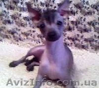 Щенок китайской хохлатой собаки! - <ro>Изображение</ro><ru>Изображение</ru> #3, <ru>Объявление</ru> #13435