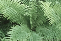 Садовые растения - <ro>Изображение</ro><ru>Изображение</ru> #3, <ru>Объявление</ru> #12299