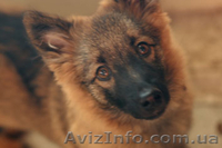 Отдам в добрые руки маленькую собачку - <ro>Изображение</ro><ru>Изображение</ru> #1, <ru>Объявление</ru> #12410