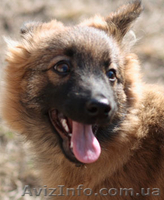 Отдам в добрые руки маленькую собачку - <ro>Изображение</ro><ru>Изображение</ru> #3, <ru>Объявление</ru> #12410