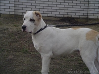 Щенок (Алабая) Среднеазиатской овчарки - <ro>Изображение</ro><ru>Изображение</ru> #2, <ru>Объявление</ru> #21274