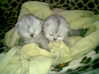 Котята перс классик серебристая шиншила - <ro>Изображение</ro><ru>Изображение</ru> #1, <ru>Объявление</ru> #25550