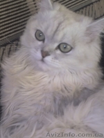 Котята перс классик серебристая шиншила - <ro>Изображение</ro><ru>Изображение</ru> #2, <ru>Объявление</ru> #25550