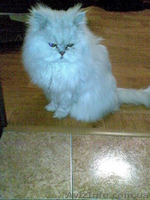 Котята перс классик серебристая шиншила - <ro>Изображение</ro><ru>Изображение</ru> #3, <ru>Объявление</ru> #25550