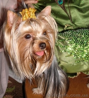 Йоркширский терьер,щенки - <ro>Изображение</ro><ru>Изображение</ru> #3, <ru>Объявление</ru> #23587