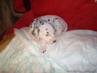 Продаются щенки Далматин - <ro>Изображение</ro><ru>Изображение</ru> #1, <ru>Объявление</ru> #19886