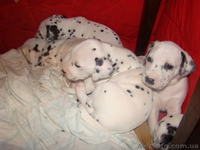 Продаются щенки Далматин - <ro>Изображение</ro><ru>Изображение</ru> #2, <ru>Объявление</ru> #19886