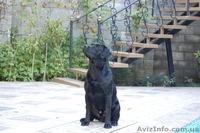 Щенки лабрадора черного окраса в Минске - <ro>Изображение</ro><ru>Изображение</ru> #2, <ru>Объявление</ru> #27455