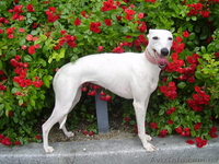 щенки уиппета продаются - <ro>Изображение</ro><ru>Изображение</ru> #3, <ru>Объявление</ru> #19747