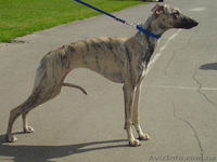 щенки уиппета продаются - <ro>Изображение</ro><ru>Изображение</ru> #1, <ru>Объявление</ru> #19747