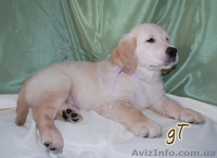 Голден ретривер - Золотистый ретривер - <ro>Изображение</ro><ru>Изображение</ru> #3, <ru>Объявление</ru> #26409