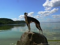 щенки уиппета продаются - <ro>Изображение</ro><ru>Изображение</ru> #2, <ru>Объявление</ru> #19747