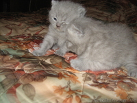 Продается котенок, порода-шотландская вислоухая - <ro>Изображение</ro><ru>Изображение</ru> #2, <ru>Объявление</ru> #25734