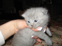 Продается котенок, порода-шотландская вислоухая - <ro>Изображение</ro><ru>Изображение</ru> #3, <ru>Объявление</ru> #25734