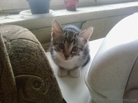 Отдам котяток в хорошие руки - <ro>Изображение</ro><ru>Изображение</ru> #3, <ru>Объявление</ru> #21674