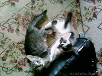 Отдам котяток в хорошие руки - <ro>Изображение</ro><ru>Изображение</ru> #1, <ru>Объявление</ru> #21674