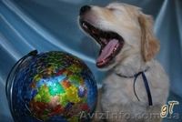 Щенки Золотистого (голден) Ретривера - <ro>Изображение</ro><ru>Изображение</ru> #3, <ru>Объявление</ru> #18779