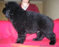 Ньюфаундленд щенки - <ro>Изображение</ro><ru>Изображение</ru> #2, <ru>Объявление</ru> #26954